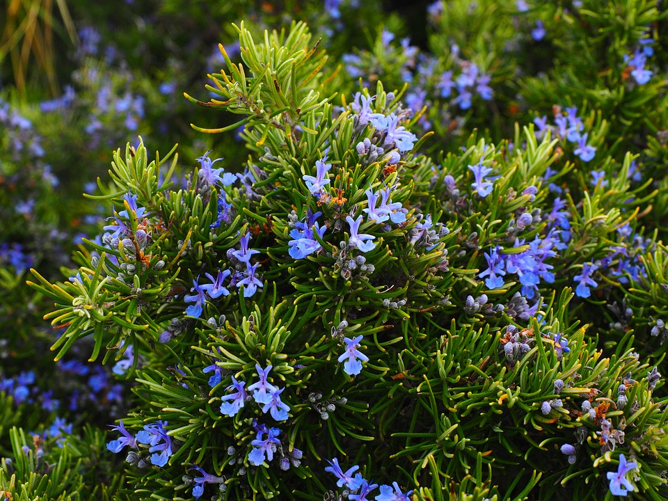 rosemary-1090419_960_720.jpg